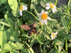 Macroglossum pyrrhosticta