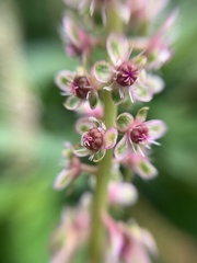 Phytolacca icosandra