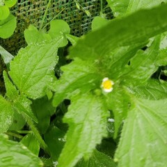 Galinsoga quadriradiata