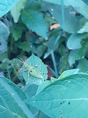Sphenarium purpurascens