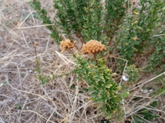 Achillea ageratum