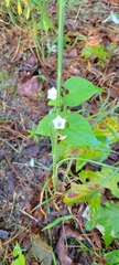 Ipomoea lacunosa