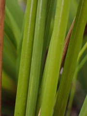Bobartia macrospatha