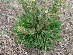 Achillea ageratum