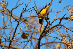 Euphonia chlorotica