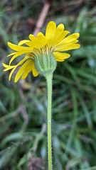 Kyhosia bolanderi