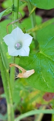 Ipomoea lacunosa