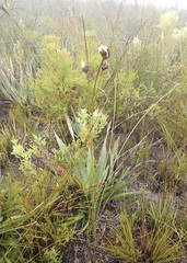 Bobartia macrospatha