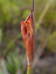 Bobartia macrospatha