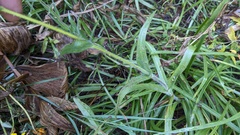 Kyhosia bolanderi