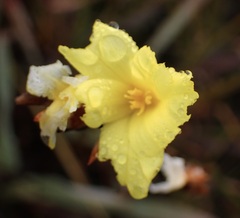 Bobartia macrospatha