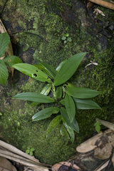 Rhaphidophora