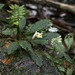 Bucephalandra bogneri - Photo (c) njweess, osa oikeuksista pidätetään (CC BY-NC)