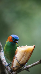 Tangara cyanocephala