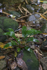 Rhynchopyle elongata