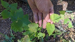 Agastache urticifolia