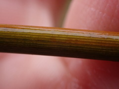 Bobartia macrospatha