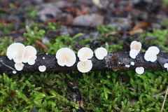 Crepidotus variabilis