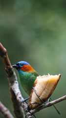 Tangara cyanocephala