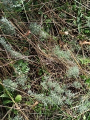 Artemisia austriaca