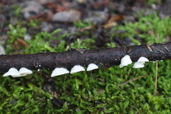 Crepidotus variabilis