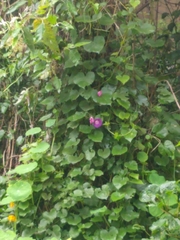 Ipomoea