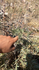 Lithospermum ruderale