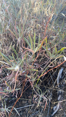 Eriogonum heracleoides