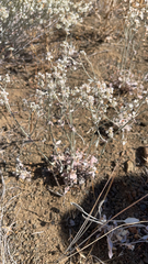 Eriogonum
