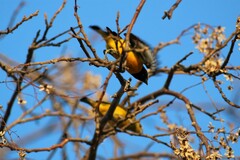 Euphonia chlorotica