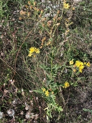Jacobaea grandidentata