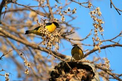 Euphonia chlorotica