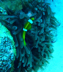 Entacmaea quadricolor