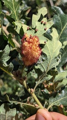 Andricus tubifaciens