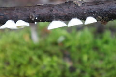 Crepidotus variabilis