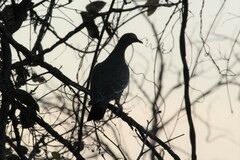 Patagioenas picazuro