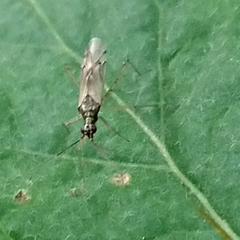 Dicyphus