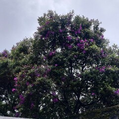 Melastomeae