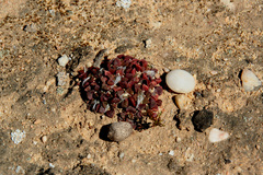 Anacampseros retusa
