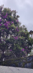 Melastomeae