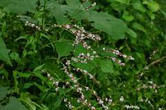 Polygonum jucundum