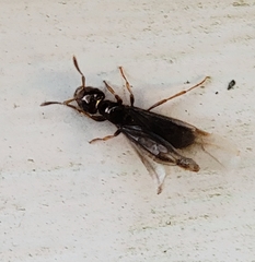Lasius claviger