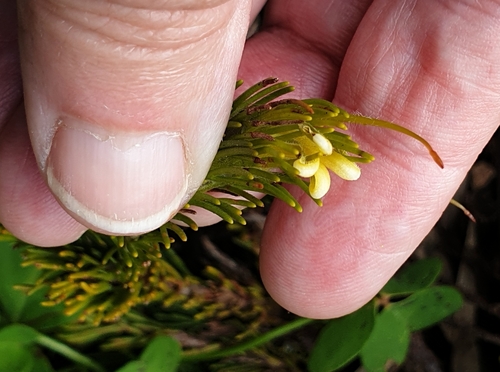 Adenanthos terminalis (Adenanthos terminalis)