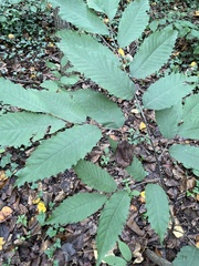 Castanea dentata