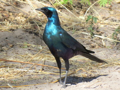 Lamprotornis australis