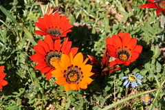 Gazania rigida