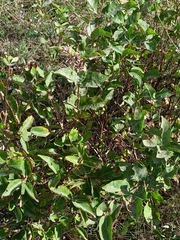 Lonicera tatarica