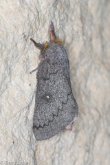 Syssphinx heiligbrodti