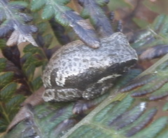Hyperolius marmoratus