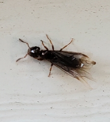 Lasius claviger